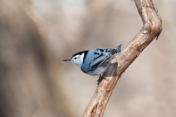white breasted nuthatch peers over the landscape