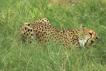 Gepard mit Beute