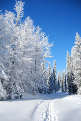 pines covered snow