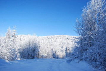 snowy mountain forest