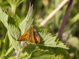 skipper butterfly
