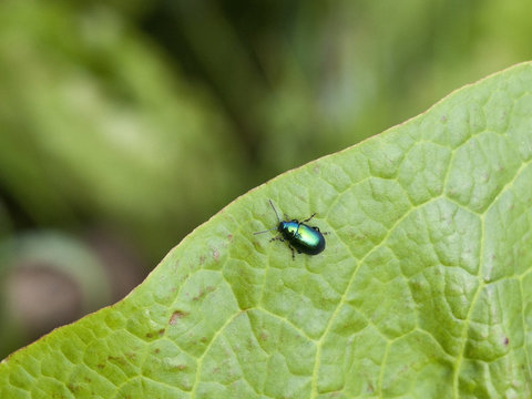 dock leaf beetle