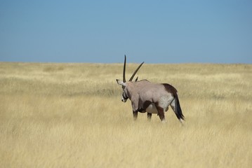 Oryx in Etosha
