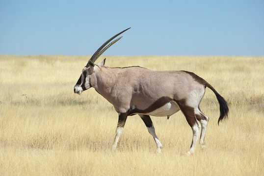Oryx in Etosha