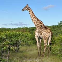 young giraffe in Etosha national reserve
