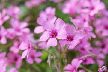 ピンクのムラサキカタバミの花
