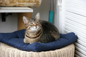 Katzen