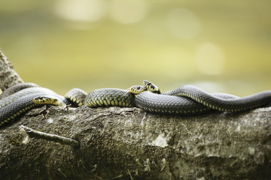 mehrere Ringelnattern beim Sonnen
