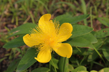 黄色のキンシバイの花