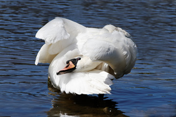 Swan washing.