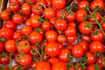 Bunch of Small Cherry Vine Tomatoes in Market