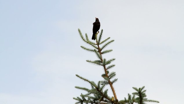 Eine Amsel teilt sich mit