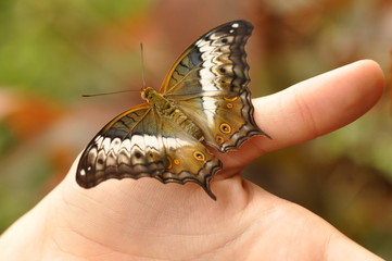 Fototapeta na wymiar piękny motyl na dłoni