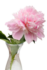 Pink Peony in vase