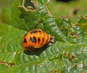 Harlequin Ladybird Pupa