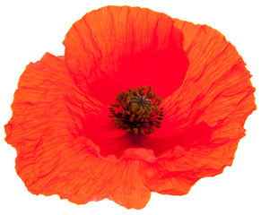 red poppy
