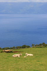 Naklejka premium cows on grass