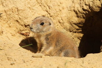 Baby prairie dog looking out of its burrow