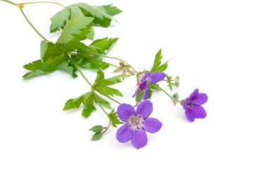 Geranium silvaticum