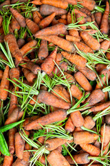 Carrots
