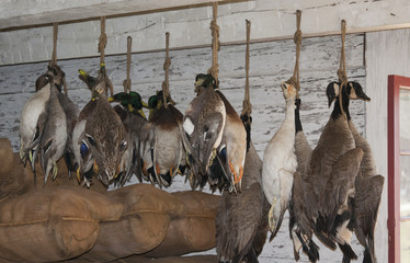 Dead Ducks and Geese hanging