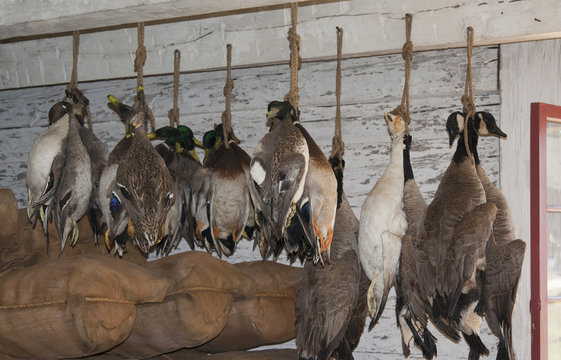 Dead Ducks and Geese hanging