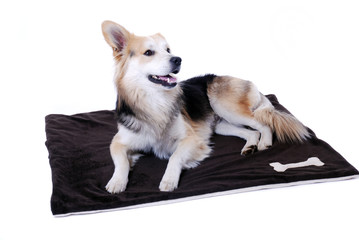 HundePortrait