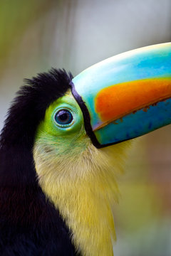 tocan eye