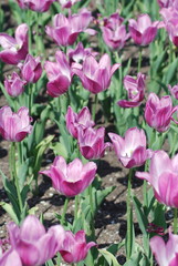 flowers background from tulips