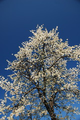 Blossoming Tree, Tyrol