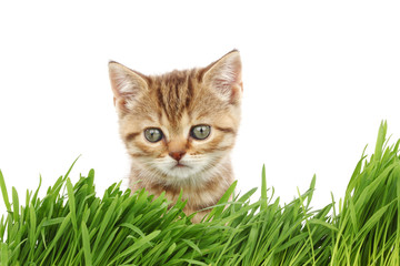 cat behind grass