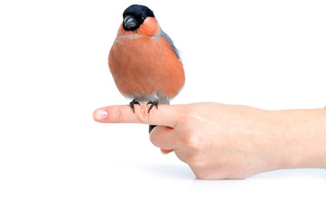 eurasian bullfinch