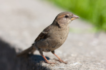 Portrait of a sparrow