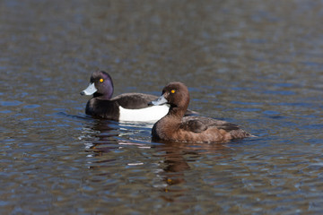duck family
