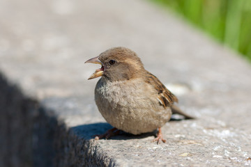 Singing sparrow