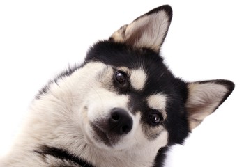 Obraz premium Junghund Husky Portrait