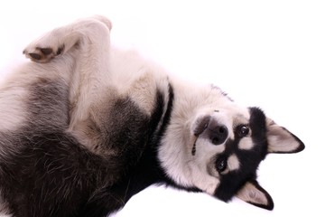 Fototapeta premium Junghund Husky macht Posen