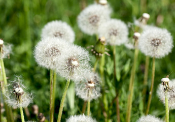 Dandelions in the meadow