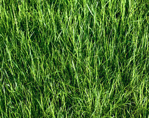 Green grass field texture