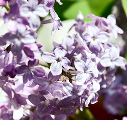 Lilac bushes
