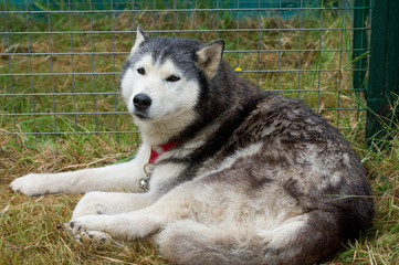 husky in the shelter