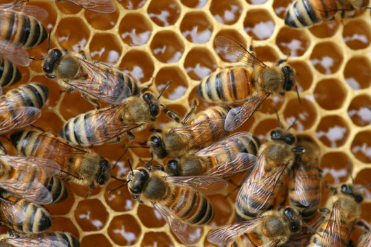 Bienen