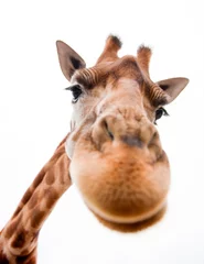 Papier Peint photo Lavable Afrique du Sud Girafe drôle