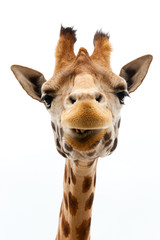 Funny Giraffe - obrazy, fototapety, plakaty