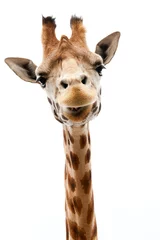 Fotobehang Grappige Giraf © Eric Gevaert