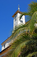 Palmen im Schlossgarten