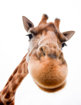 Funny Giraffe