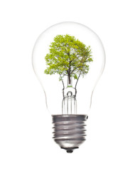 Light bulb with tree inside