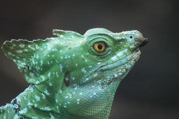 Stirnlappenbasilisk