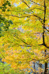 yellow, green and brown leafs